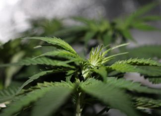 Maryland’s Medical Marijuana Commission Proposes $125,000 in Grower Fees