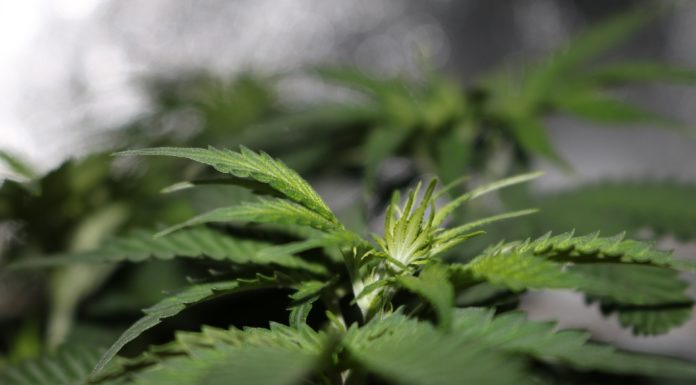 Maryland’s Medical Marijuana Commission Proposes $125,000 in Grower Fees