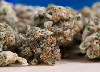 Susan Meehan’s cold extract method for THCA Susan Meehan's cold extract method for THCA