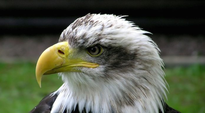 The Branding of “America” The Branding of "America"