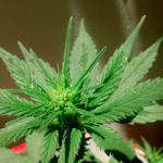 How to extract thca: THCA Cold Extract guide How to extract thca: THCA Cold Extract guide