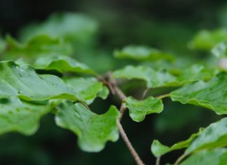 The Benefits of Kratom the State Does Not Want You to Know The Benefits of Kratom the State Does Not Want You to Know