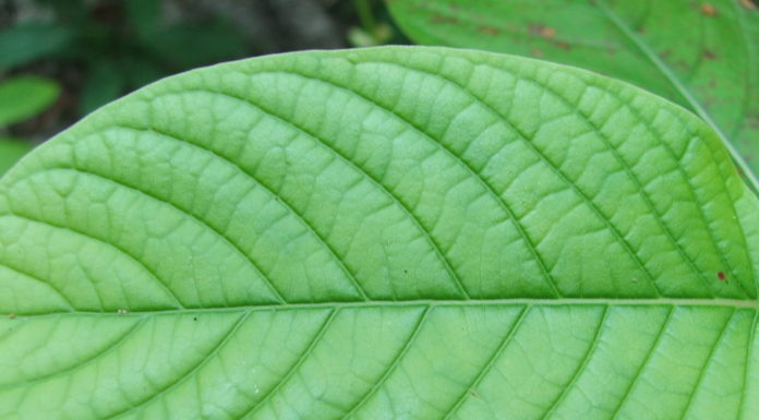 The Health Benefits of Kratom The Health Benefits of Kratom