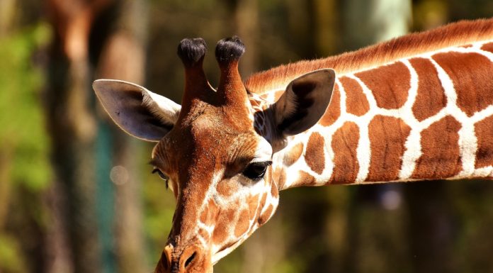 What is Nonviolent Communication and why you should use it in your daily life | Part 2 What is Nonviolent Communication and why you shoud use it in your daily life | Part 2